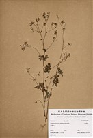 藏品(臭節草)的圖片
